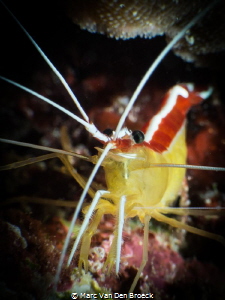 big shrimp. by Marc Van Den Broeck 
